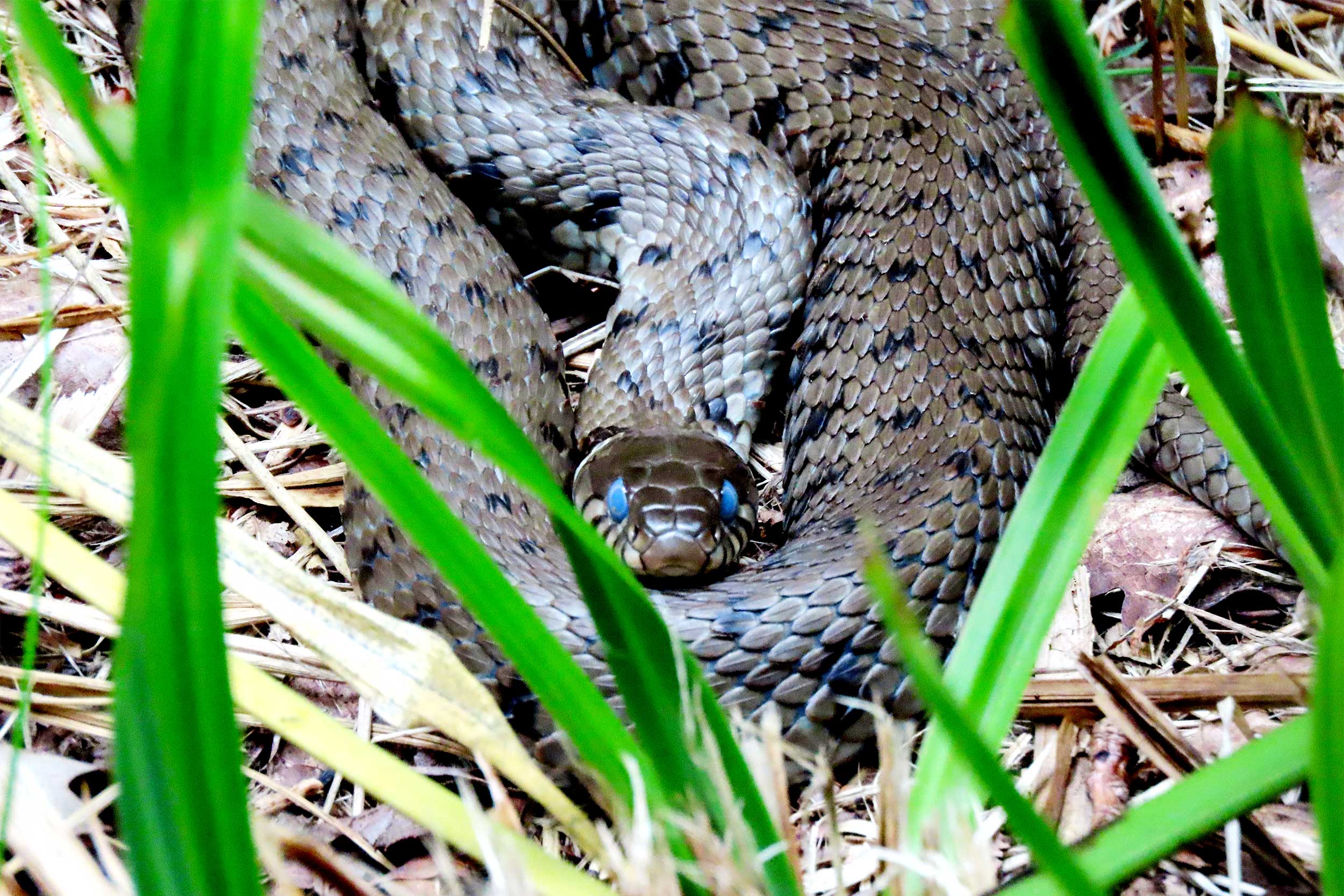 Blue-eyed Grass Snake ready to shed its skin.