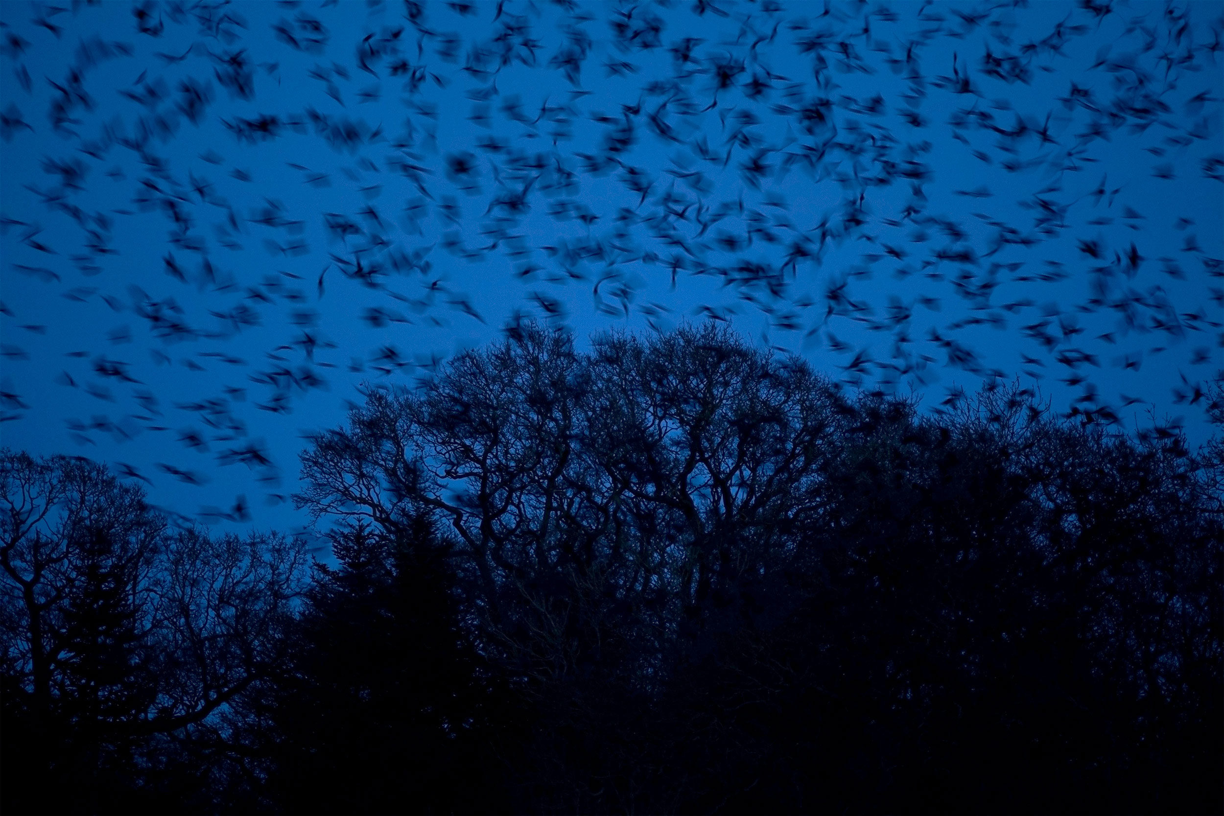 A flurry of black rooks against a dark blue sky
