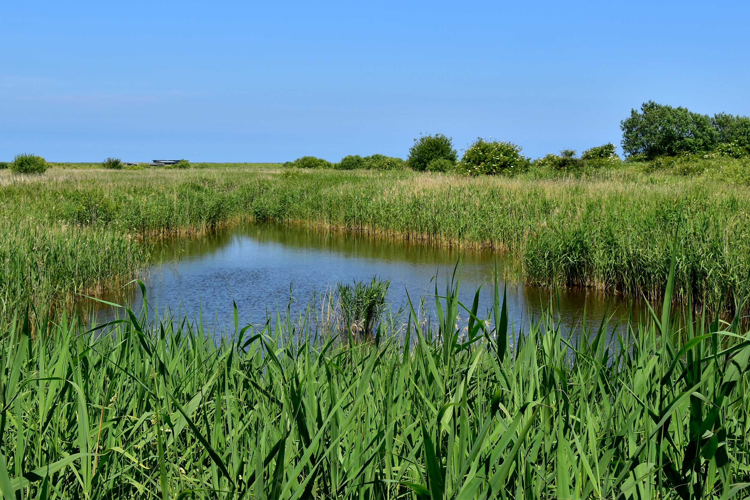 Titchwell Marsh