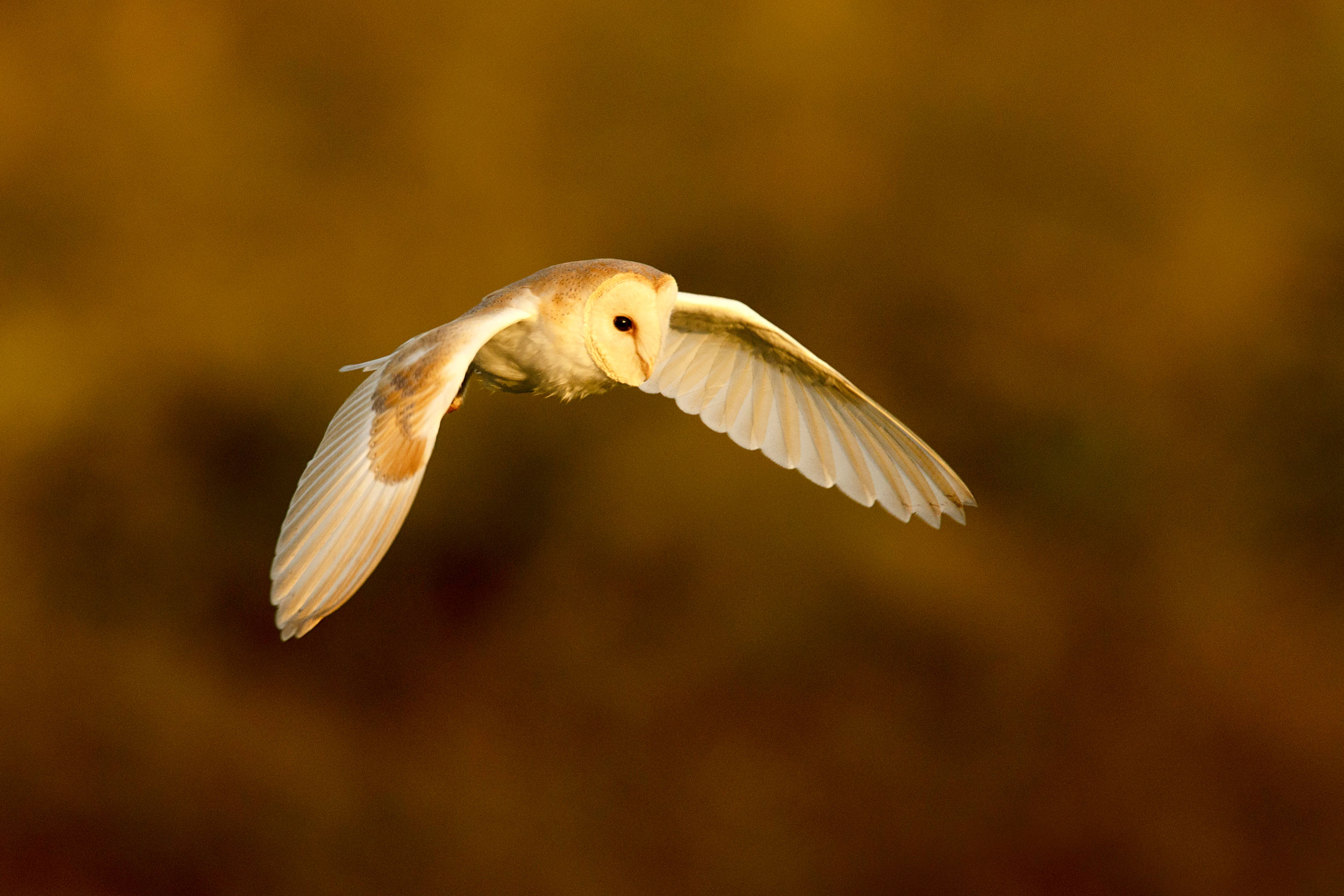 White and gold Barn Owl in flight on a blurred background.