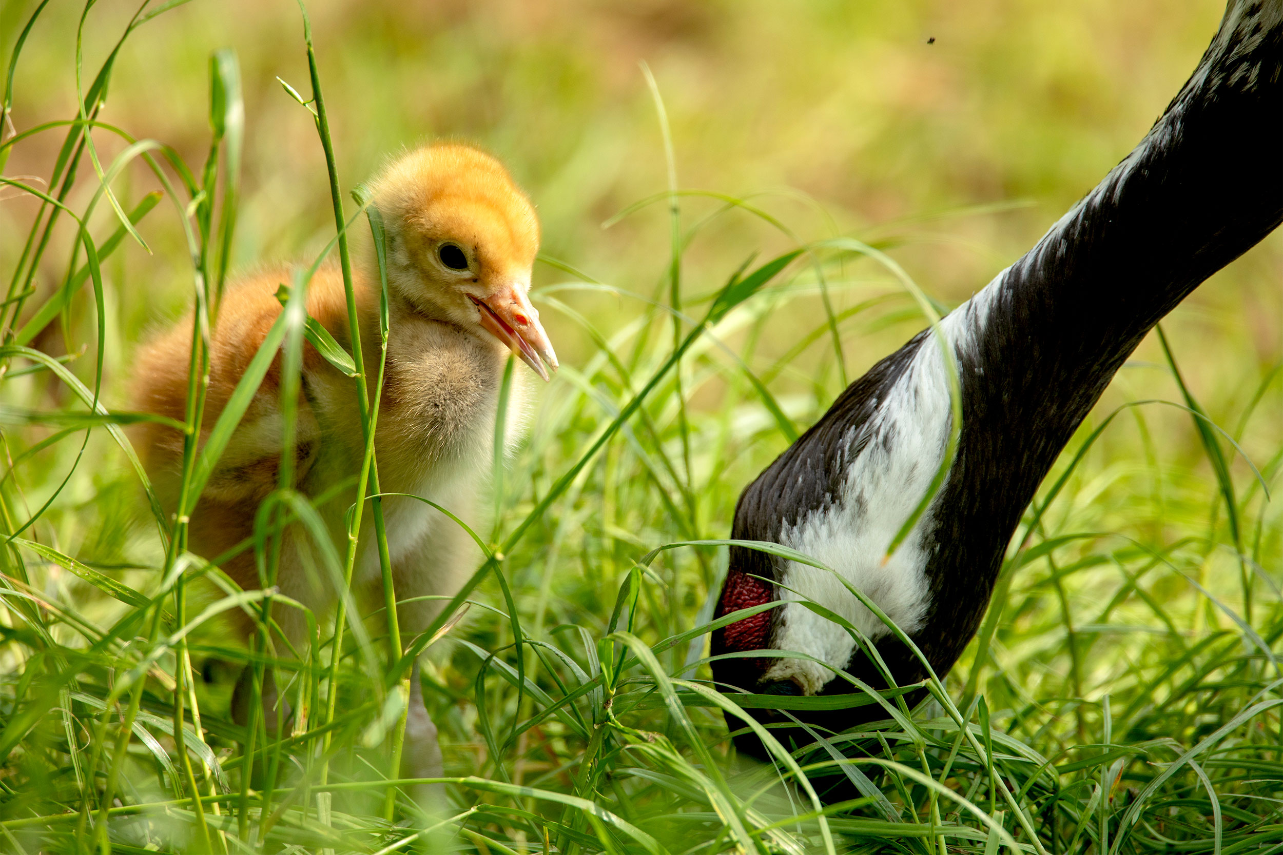 Crane chick with adult