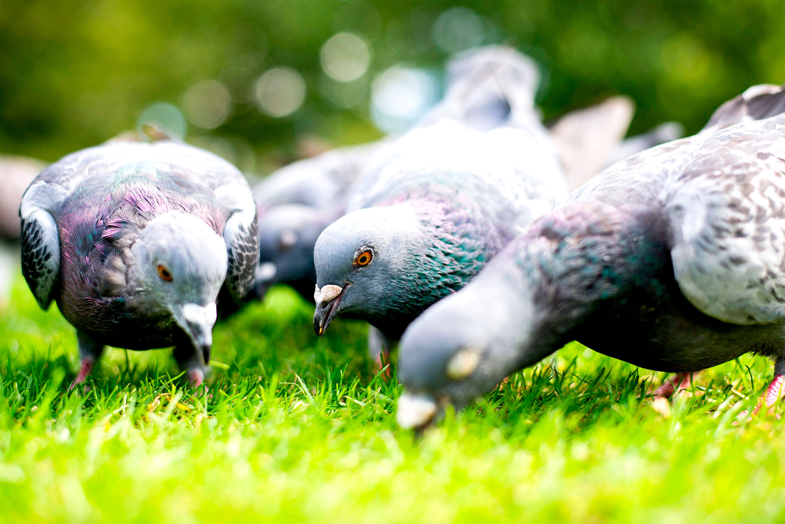 Feral Pigeons