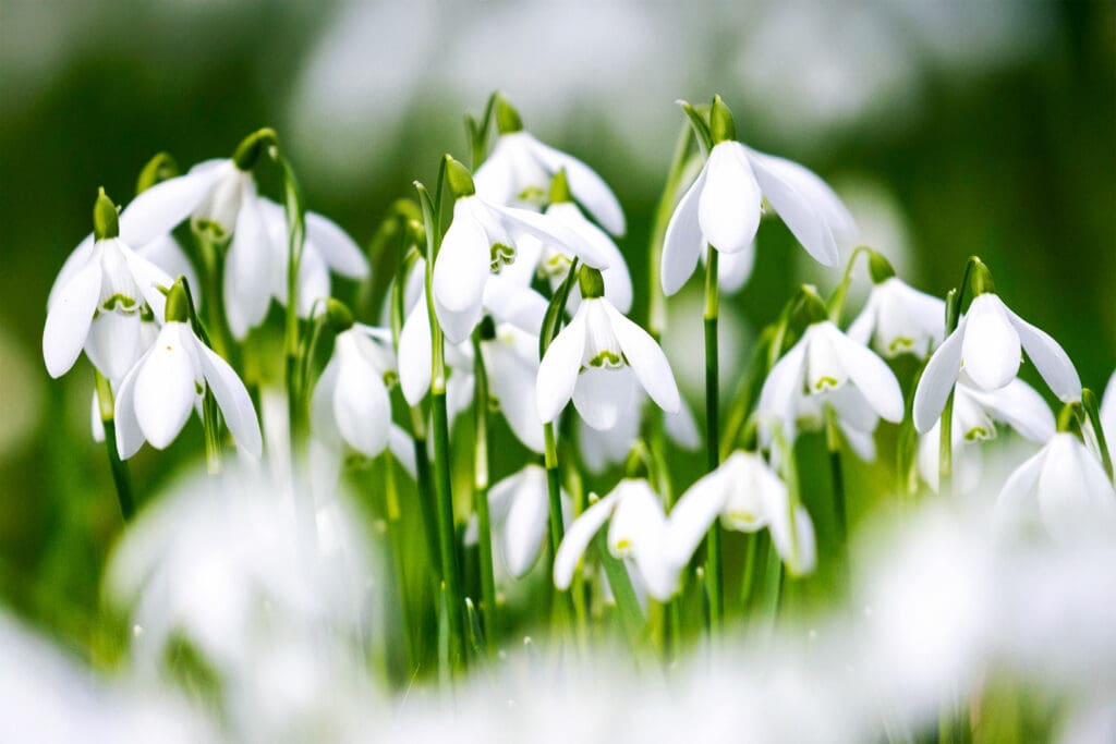 A bunch of snowdrops
