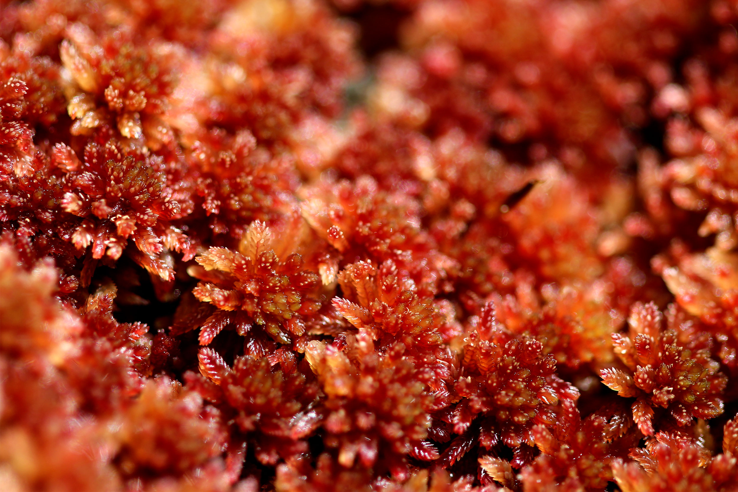 Sphagnum moss