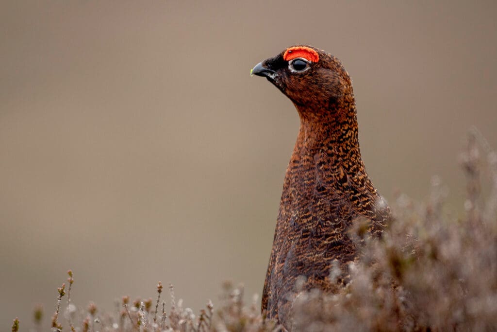 A reddish brown bird with a red comb above its eye looks out from brown vegetation