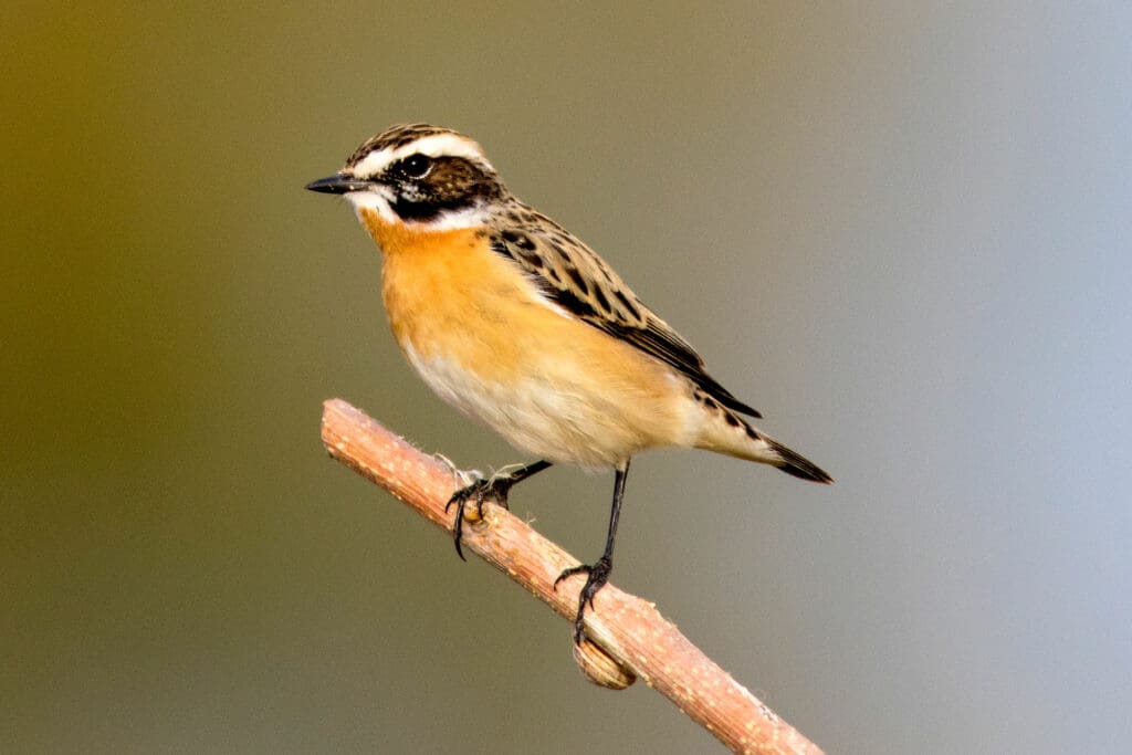 A small brown bird with white strip on the head and an orange breast, perched on a brown twig.