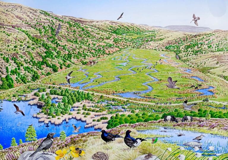 Artists impression of a green valley with wetland, woodland, and a variety of birds