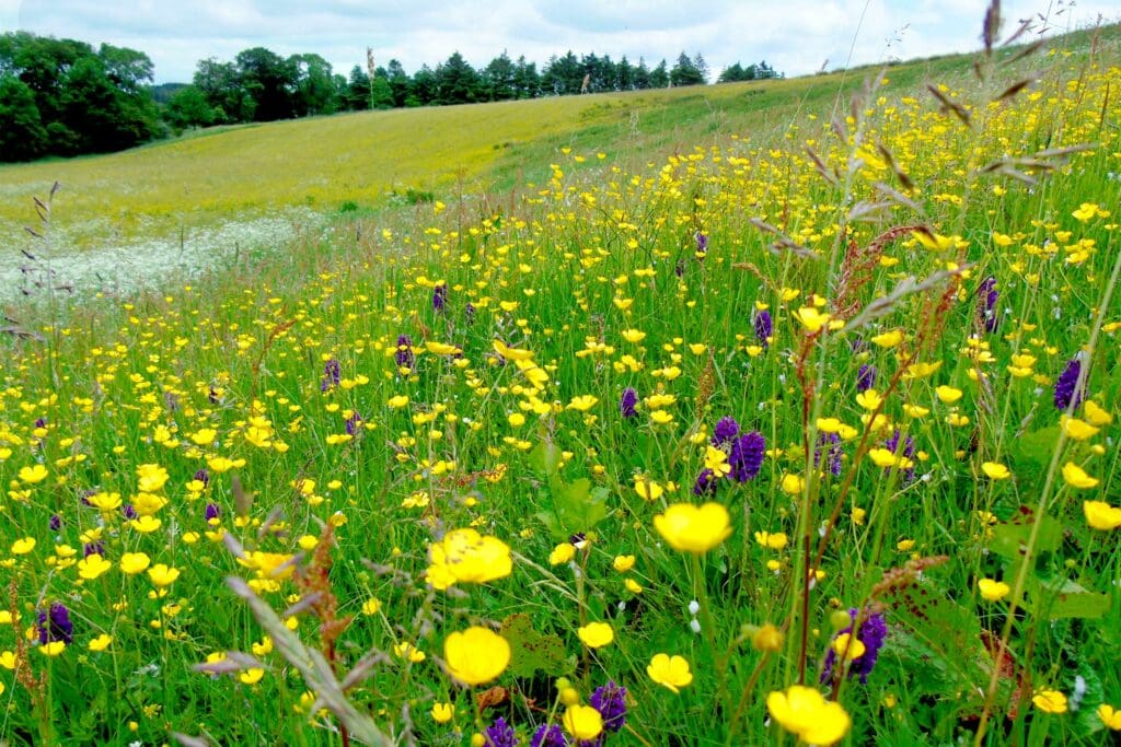 A meadow full of yellow and purple flowers