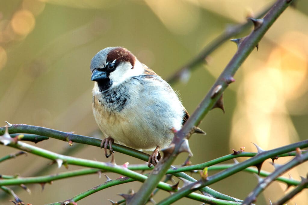 Male House Sparrow