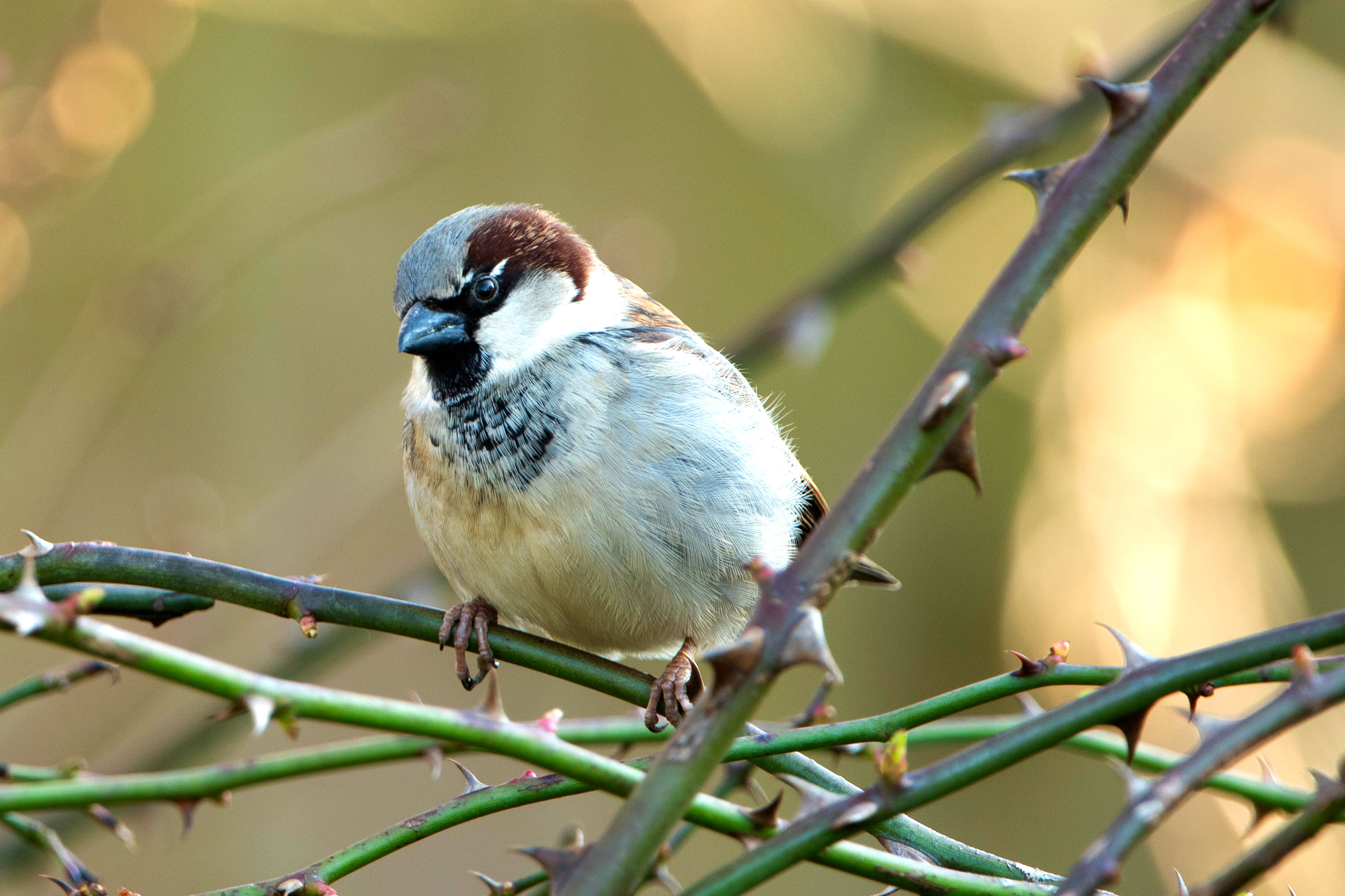 Male House Sparrow