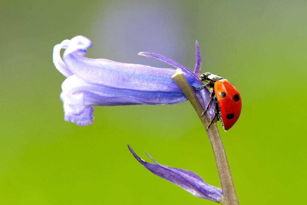 Ladybird on a Bluebell