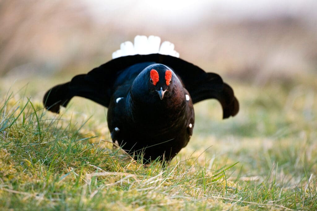 Black Grouse lek at Geltsdale.