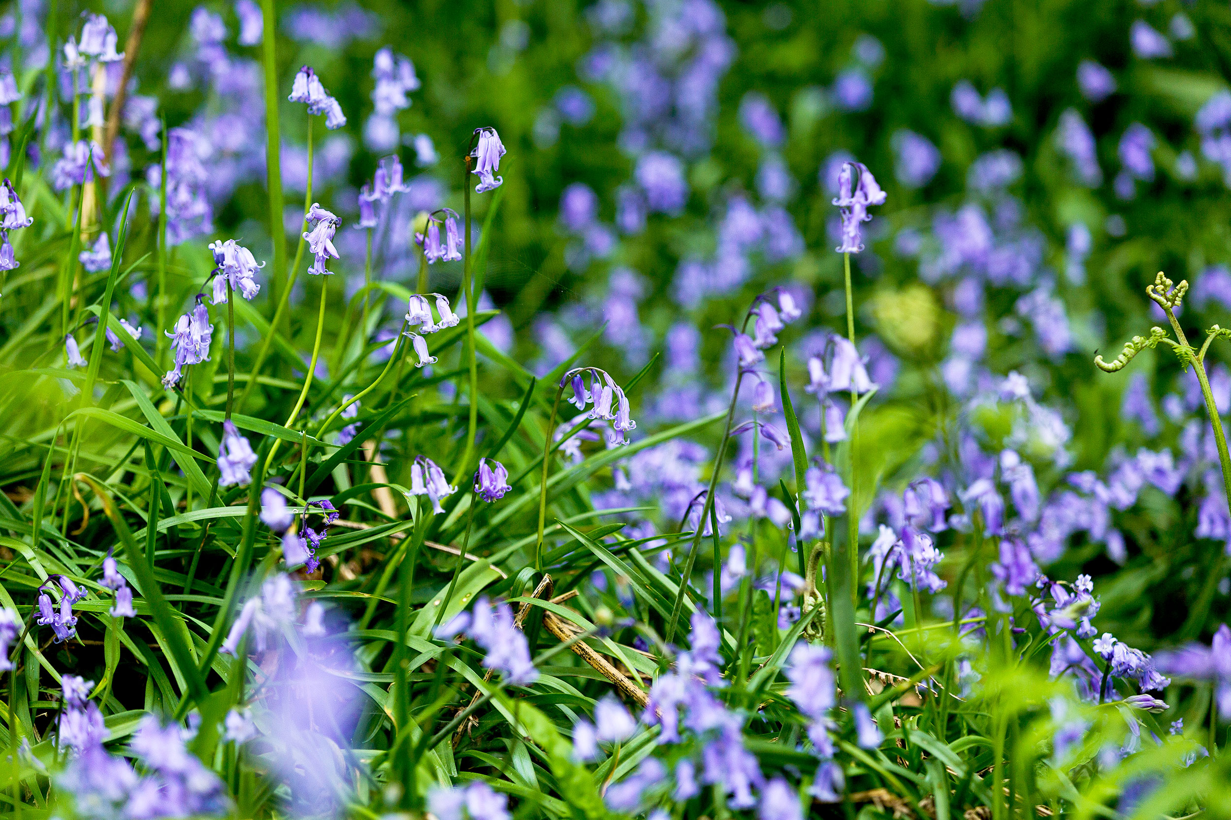 Bluebells in woodland