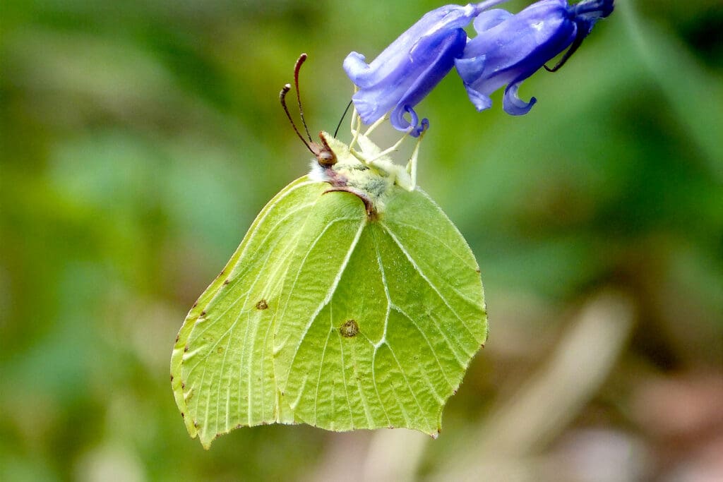 Brimstone on a Bluebell