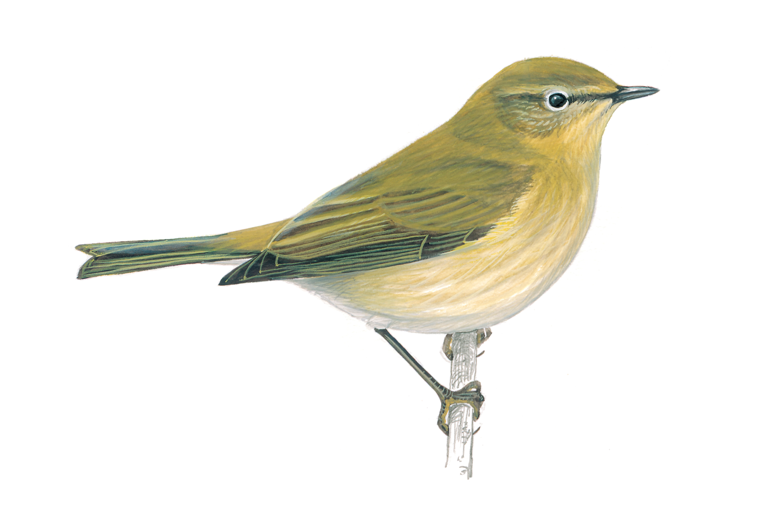 Chiffchaff illustration