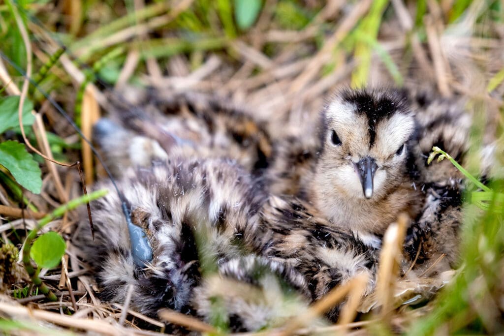 Close up of Curlew chicks in the nest