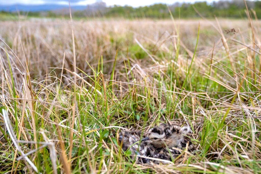 Curlew chicks in long grass