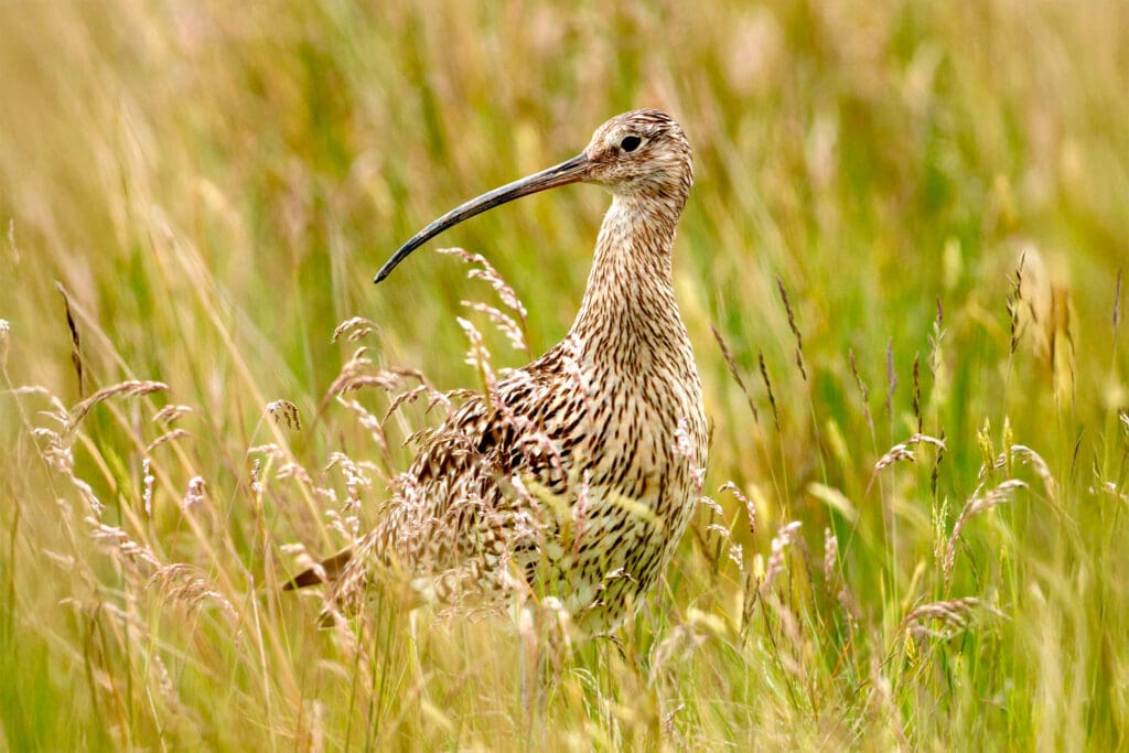 Adult Curlew in long grass