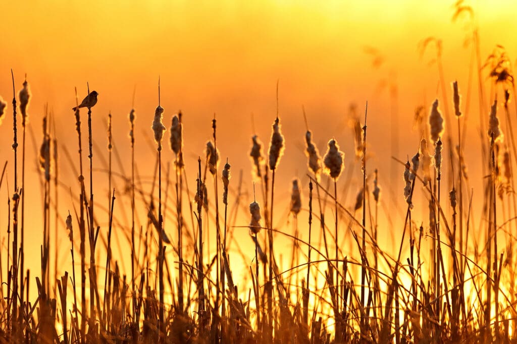 Reed Buntings on reeds at sunrise
