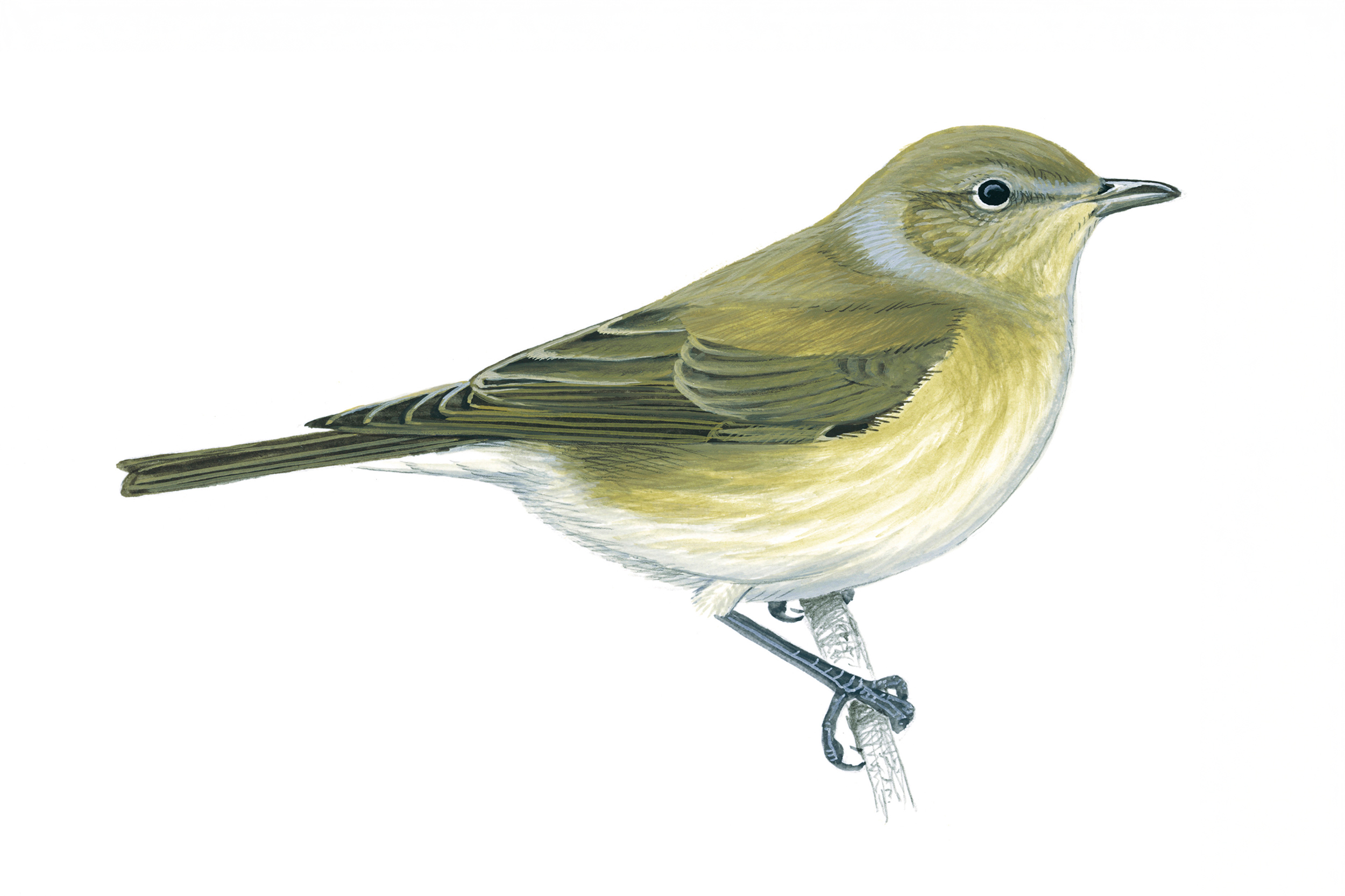 Garden Warbler