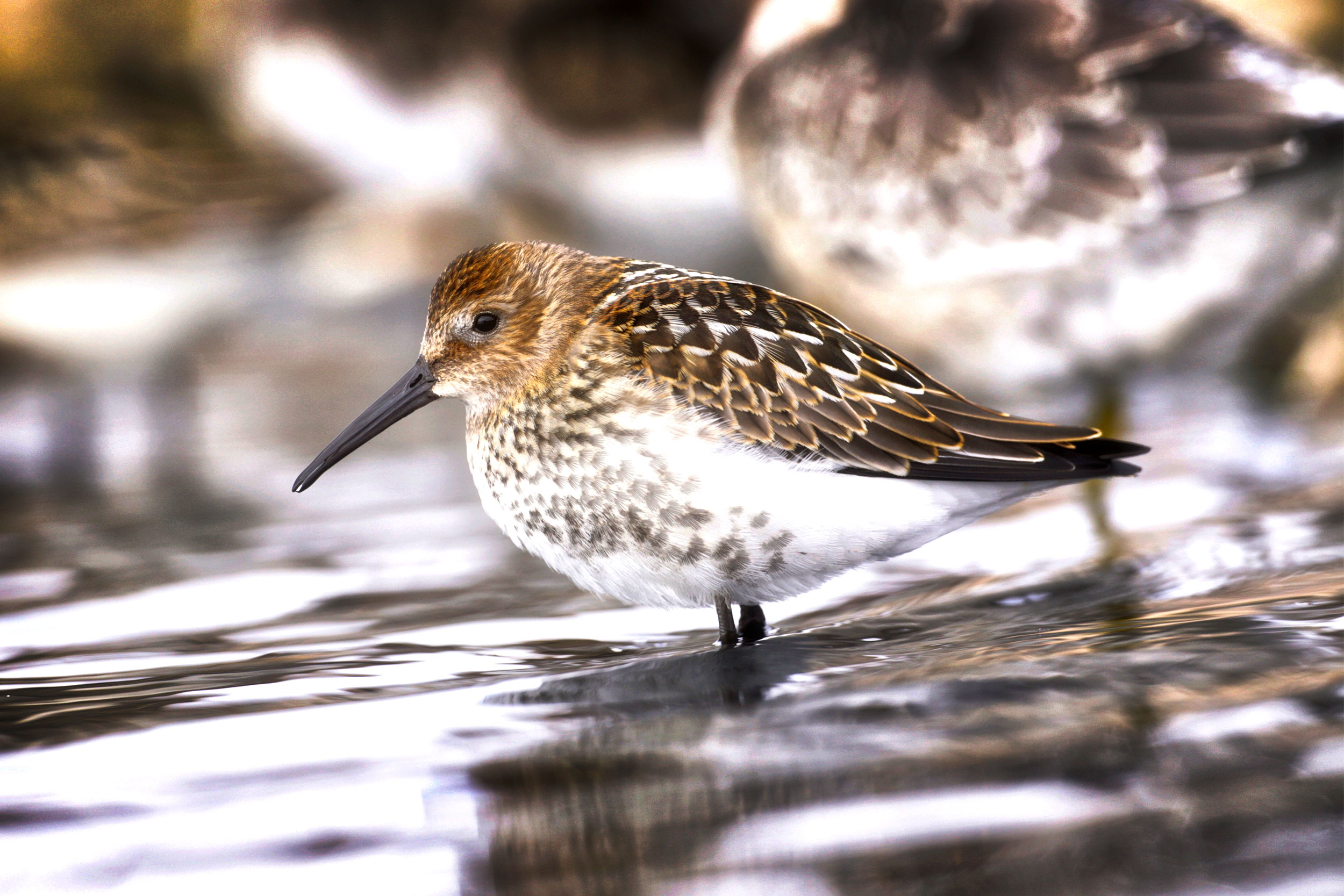 Dunlin are under threat