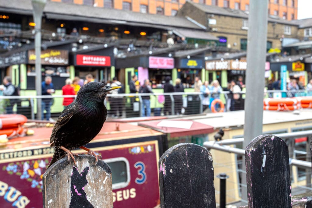 A small glossy black bird perches in front of a narrowboat in a busy urban area.