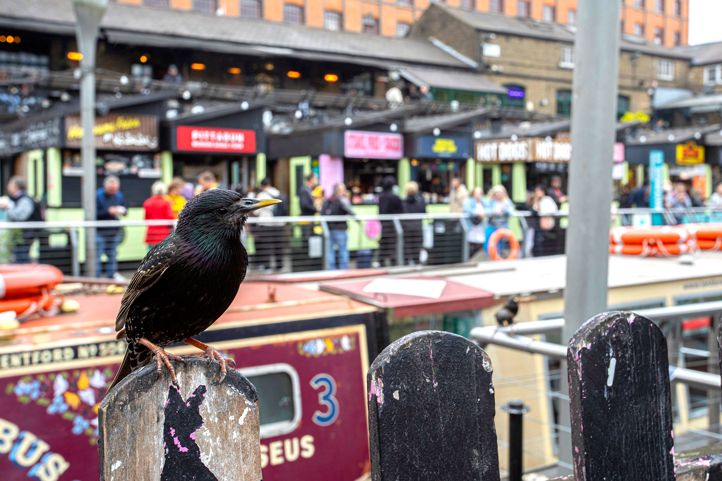 A small glossy black bird perches in front of a narrowboat in a busy urban area.
