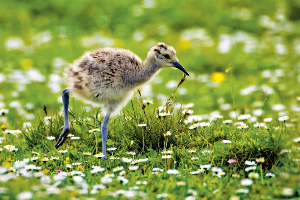 Curlew chick among daisies