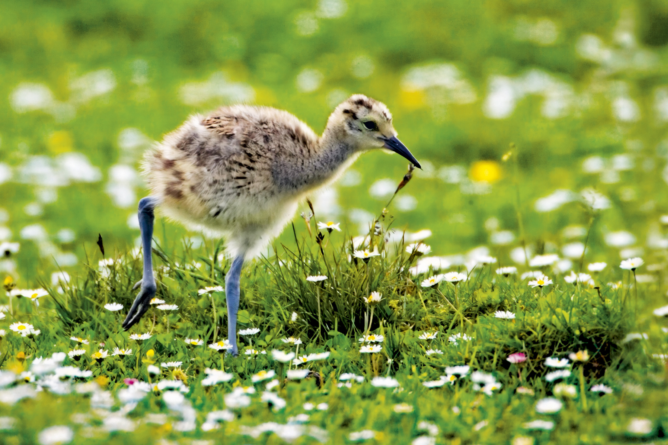 Curlew chick among daisies