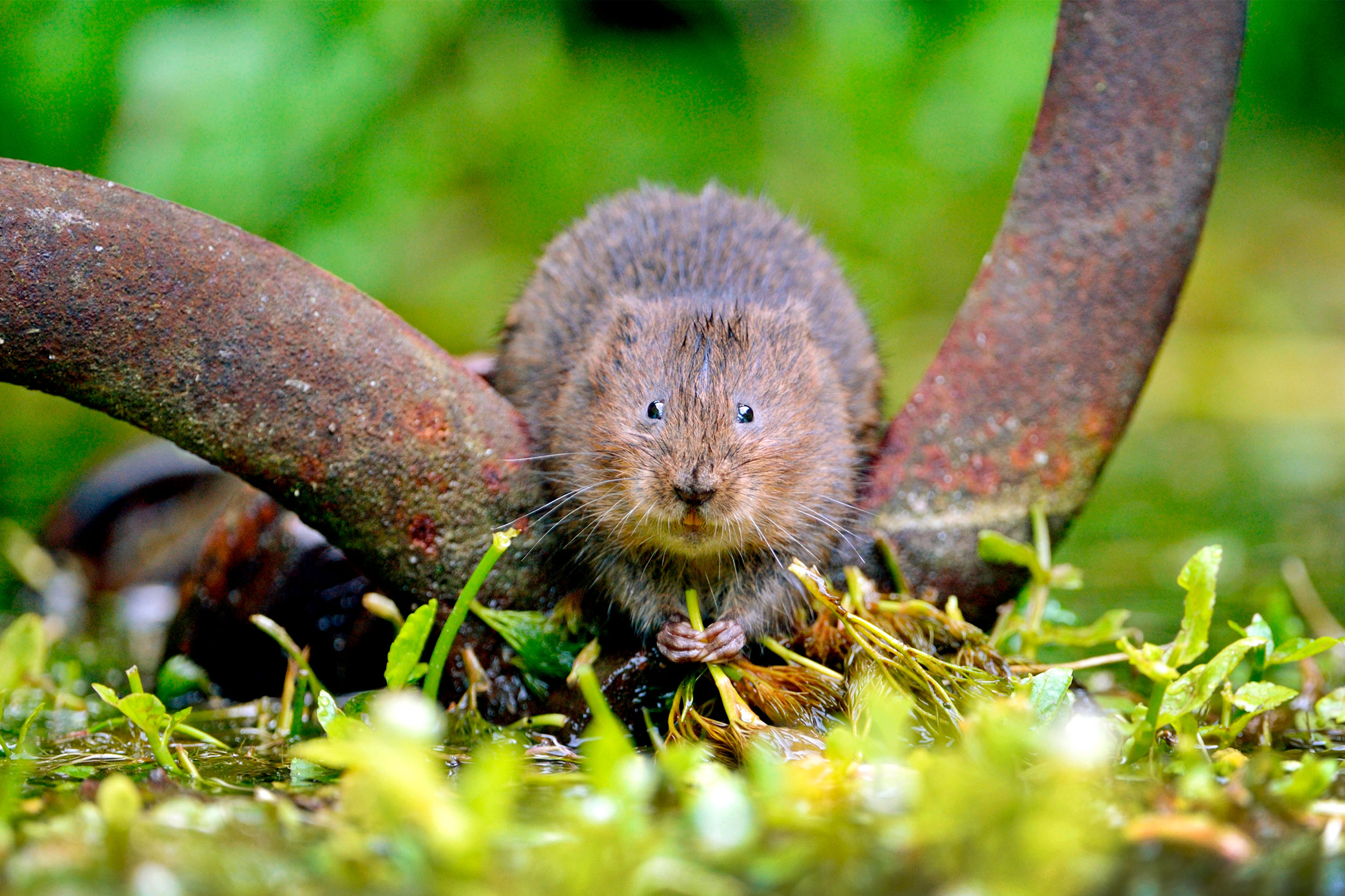 Water Vole holding a food in its front paws.