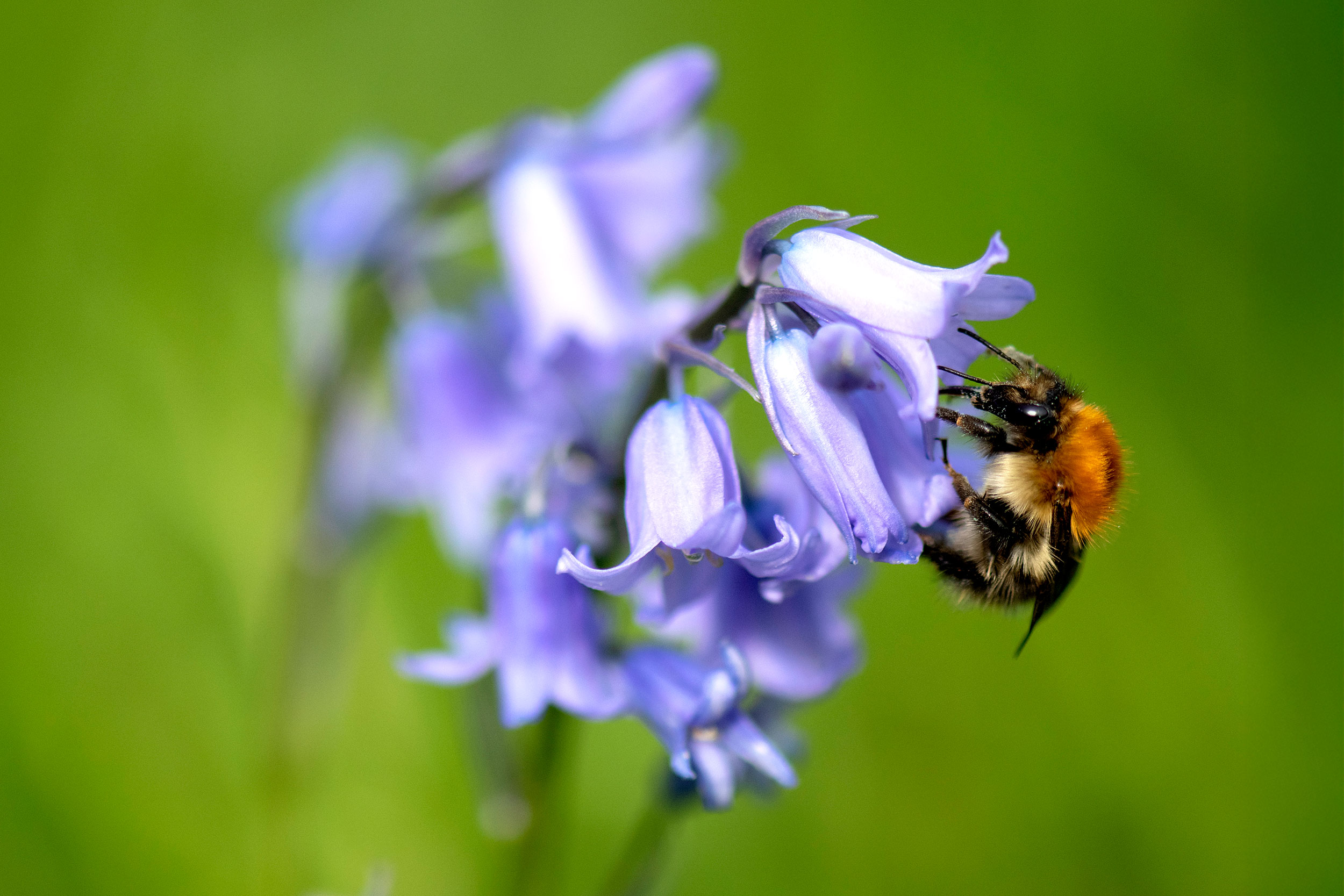 Bumblebee on a bluebell