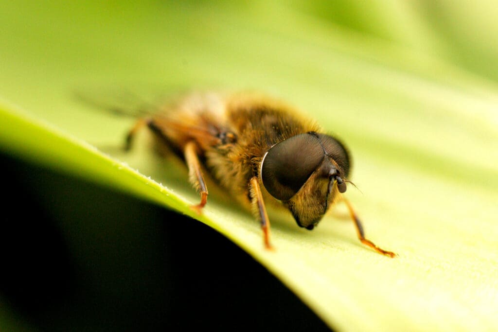 Hoverfly on a leaf