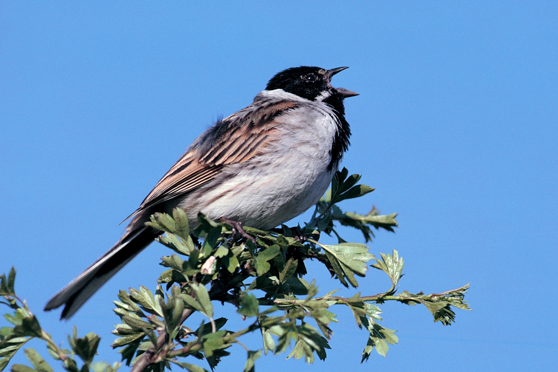Male Reed Bunting sings