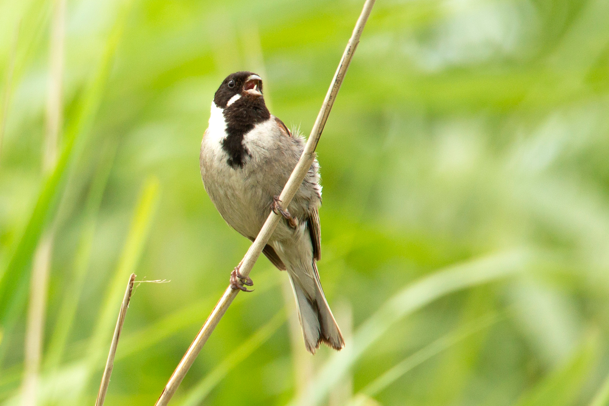Male Reed Bunting singing