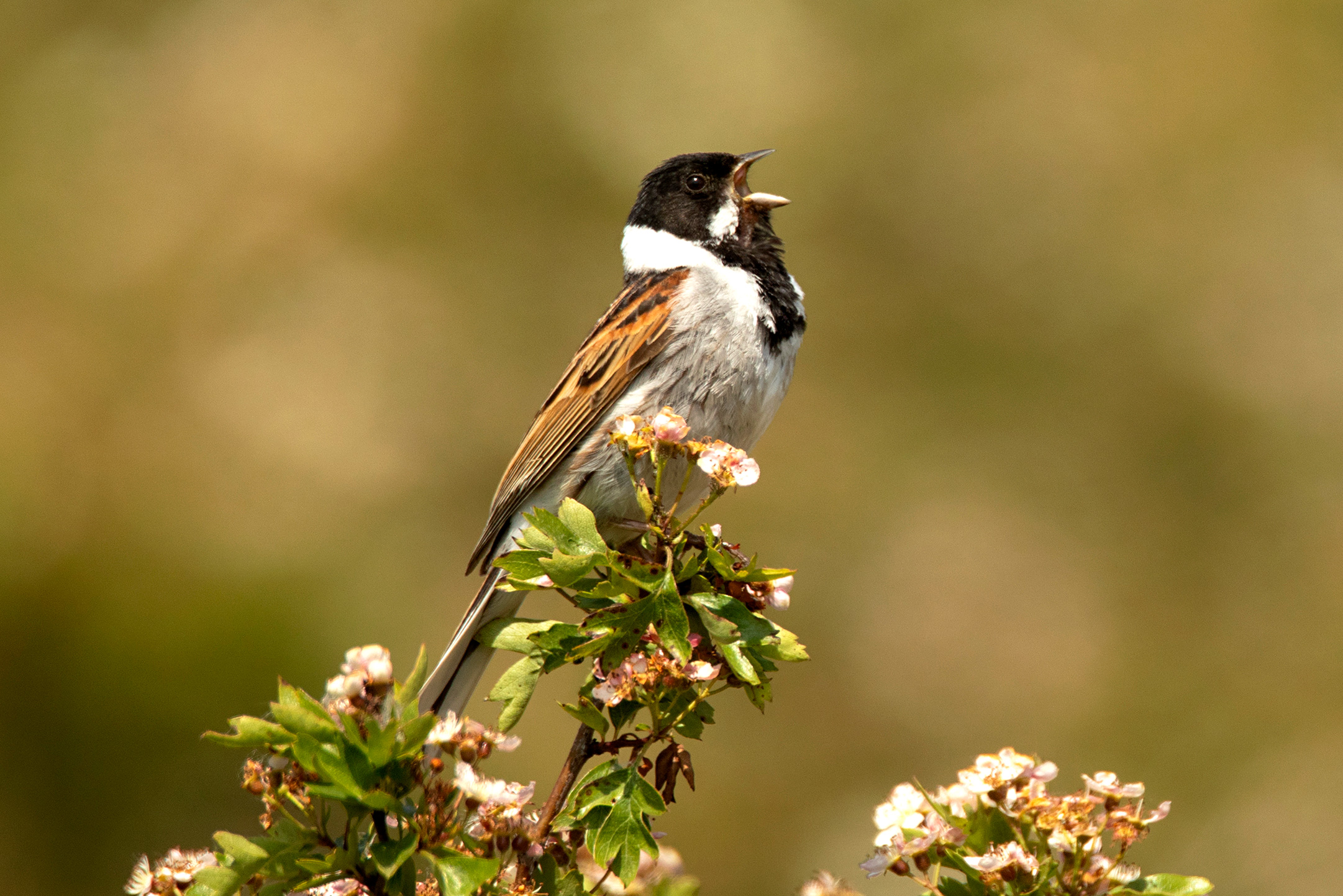 Male Reed Bunting singing