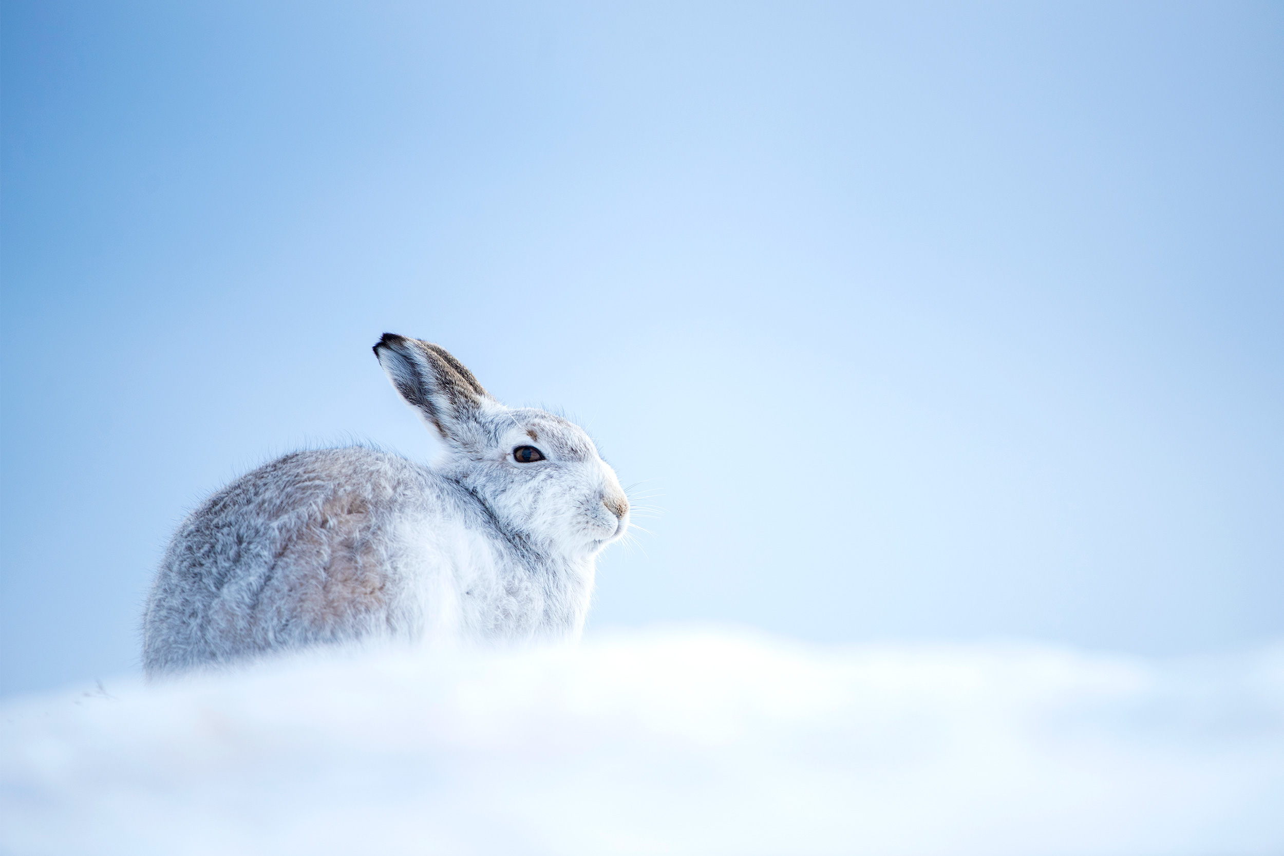 Mountain Hare in snow against blue sky