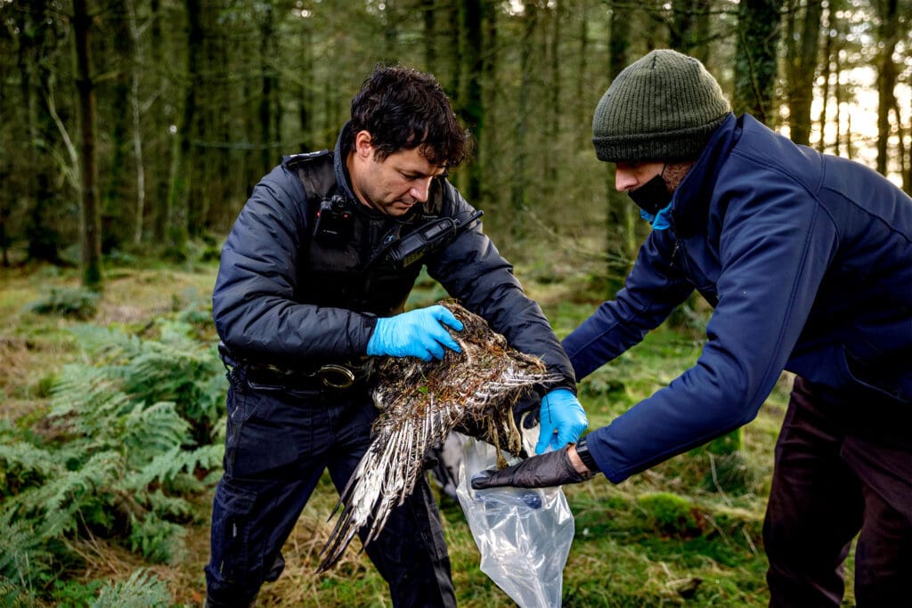 RSPB Investigations Officer Niall Owen assists North Wales Police in recovering a Buzzard.