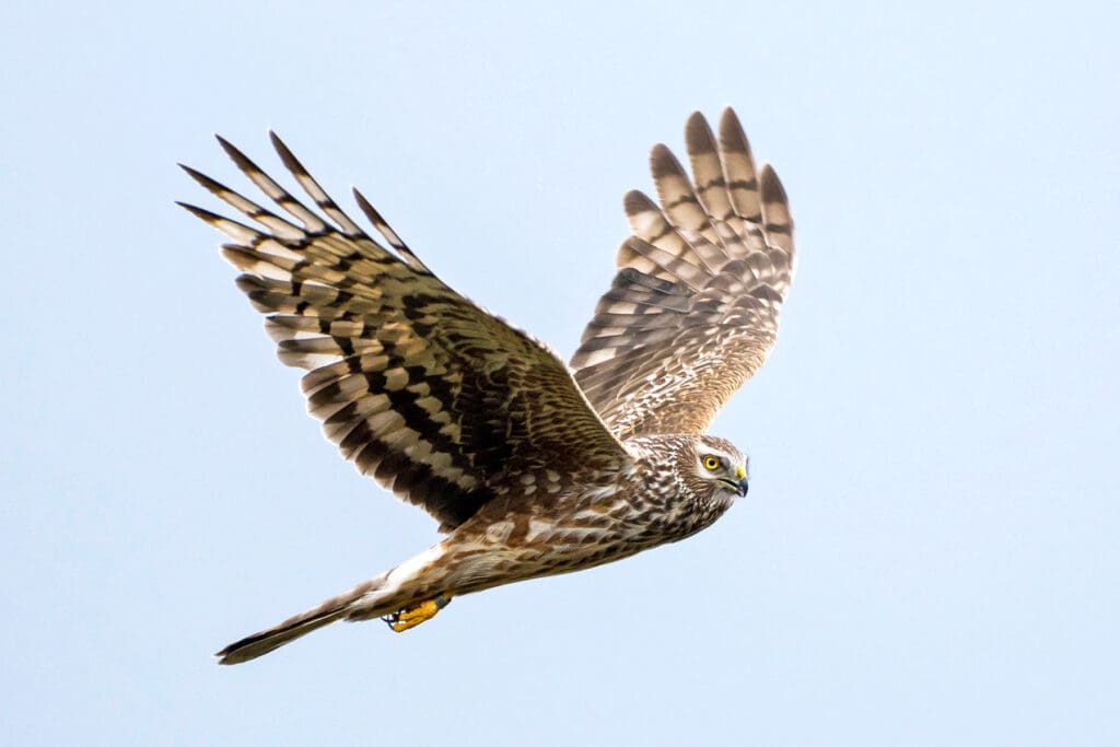 Flying Hen Harrier