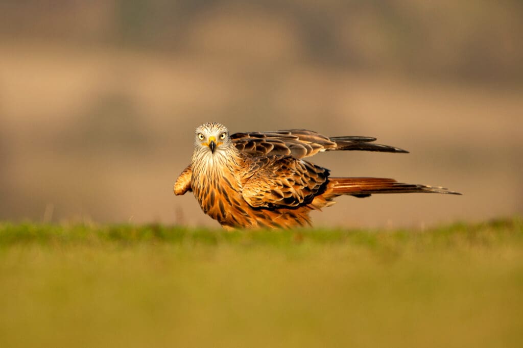 Red Kites have successfully grown in numbers thanks to the RSPB.
