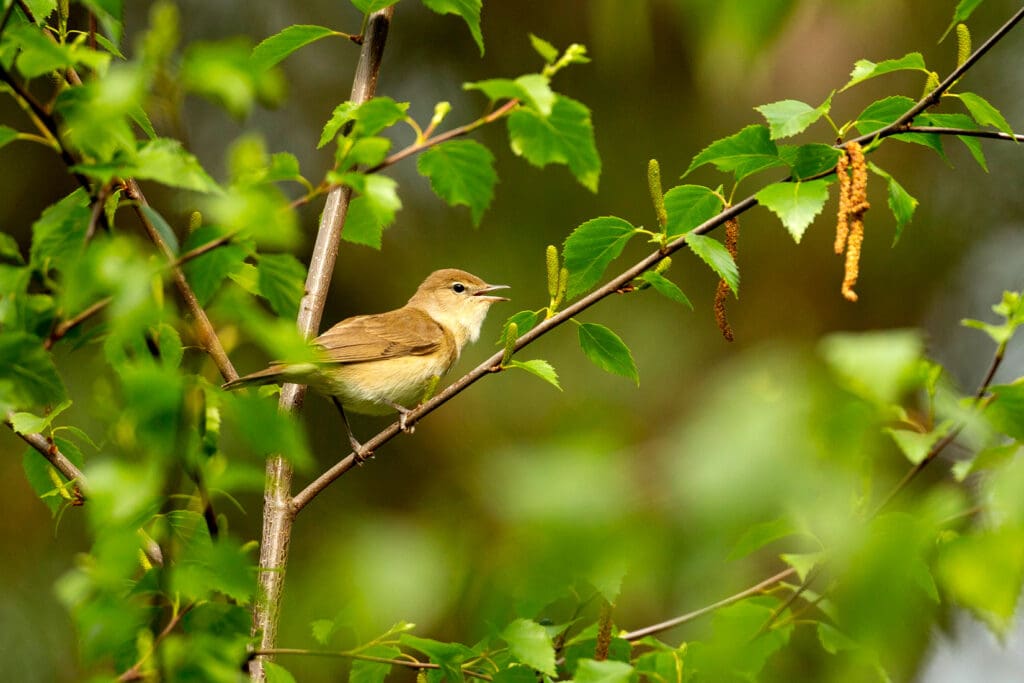 A brown and white bird singing from a leafy twig