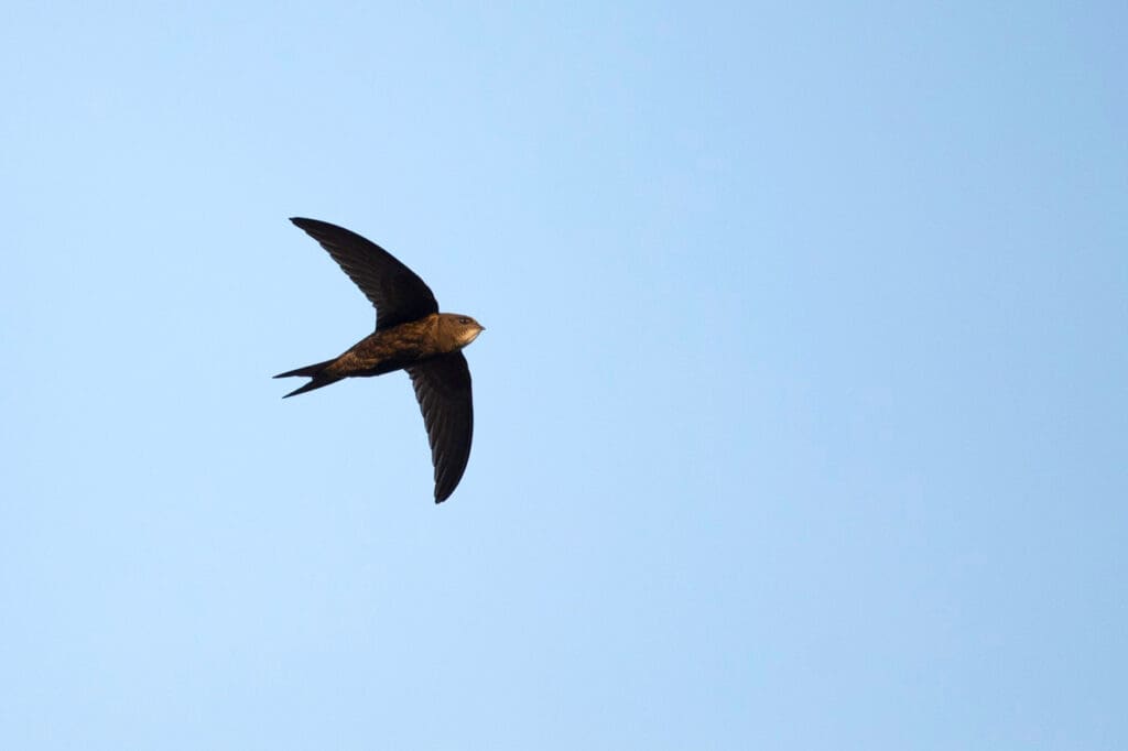 A small dark coloured bird with long curved wings flying in blue sky.