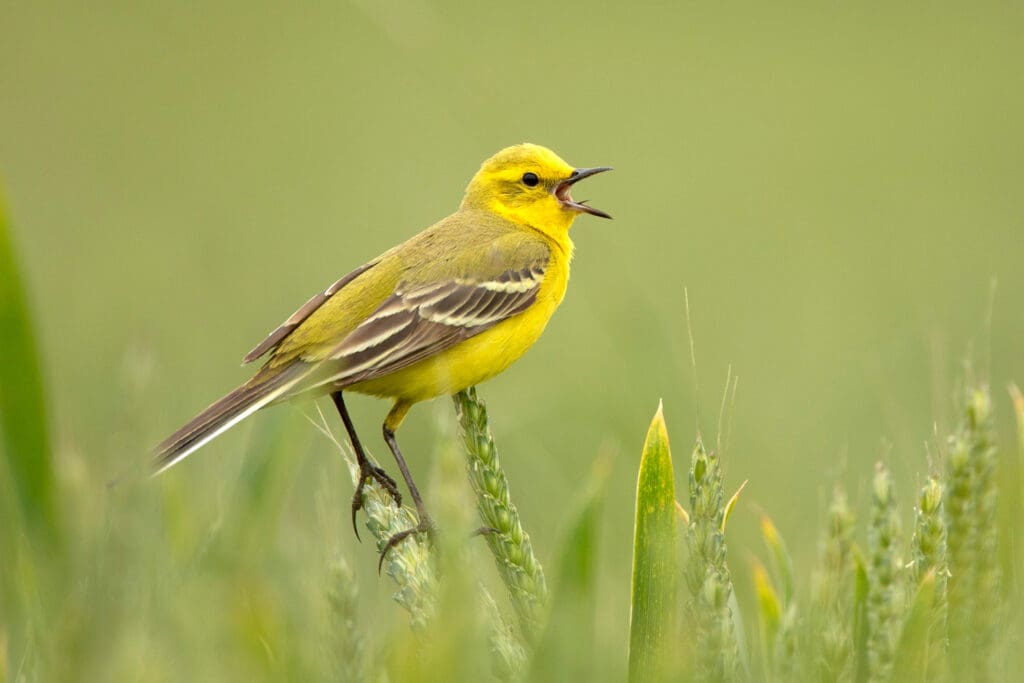 A bright yellow bird perching in grasses, and singing