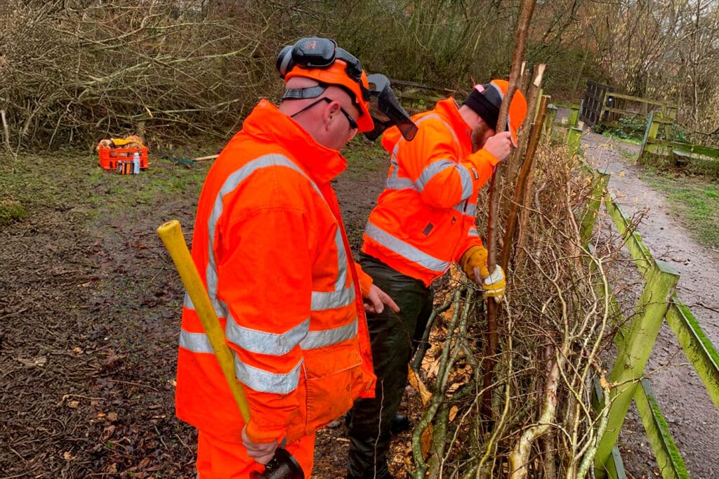 Two people in bright orange hi-vis clothing constructing a hedge
