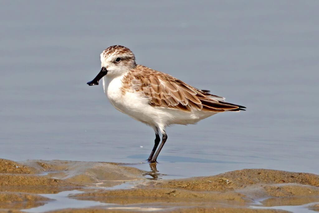 Spoon-billed Sandpiper perched in shallow water