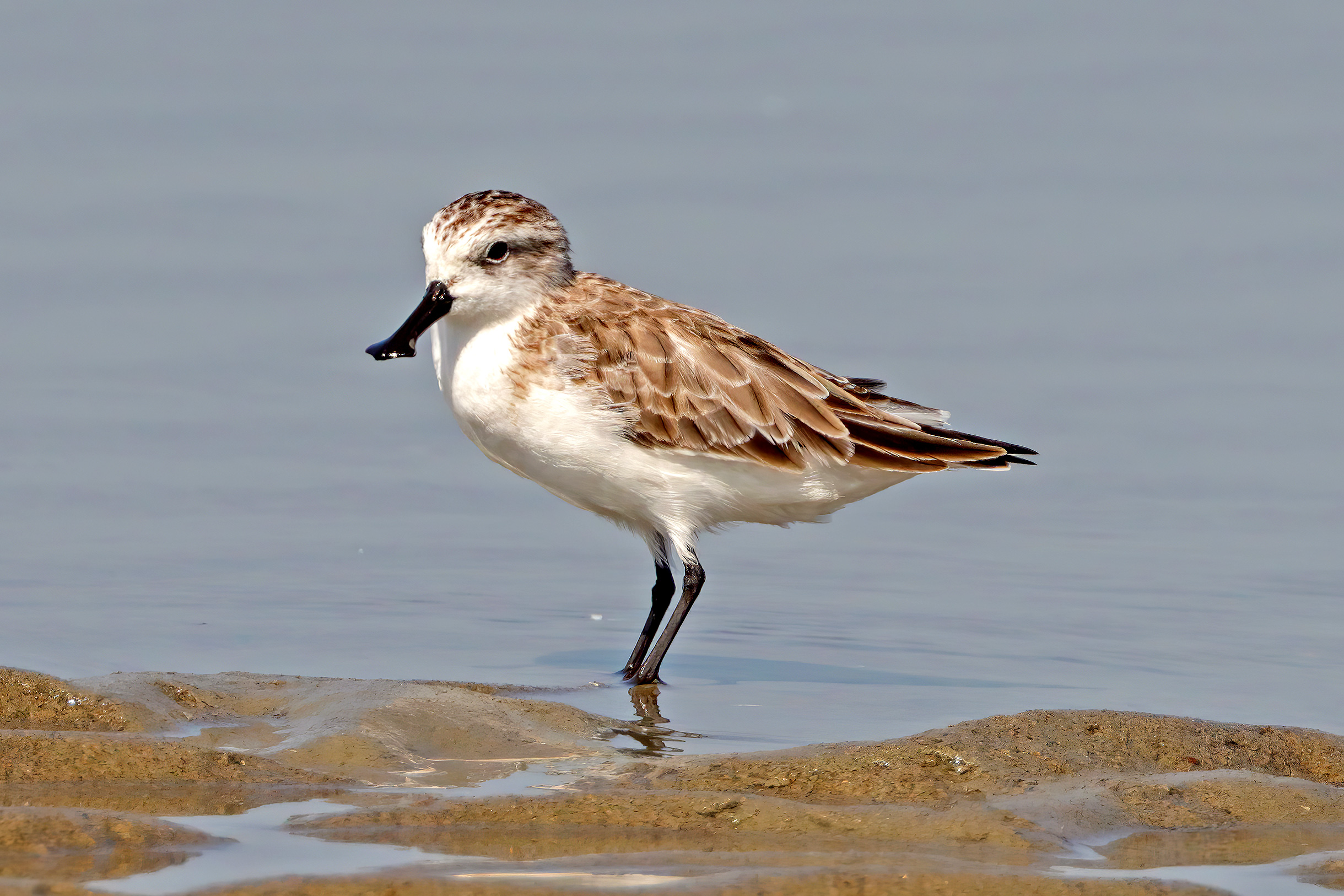 Spoon-billed Sandpiper perched in shallow water