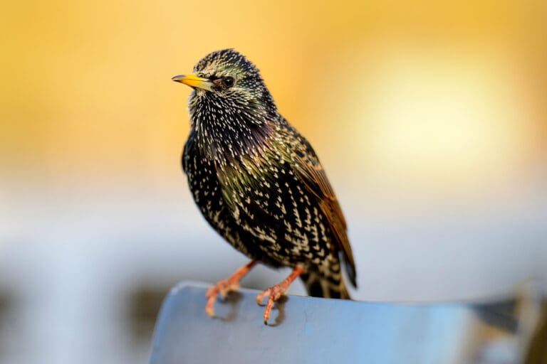 Starling