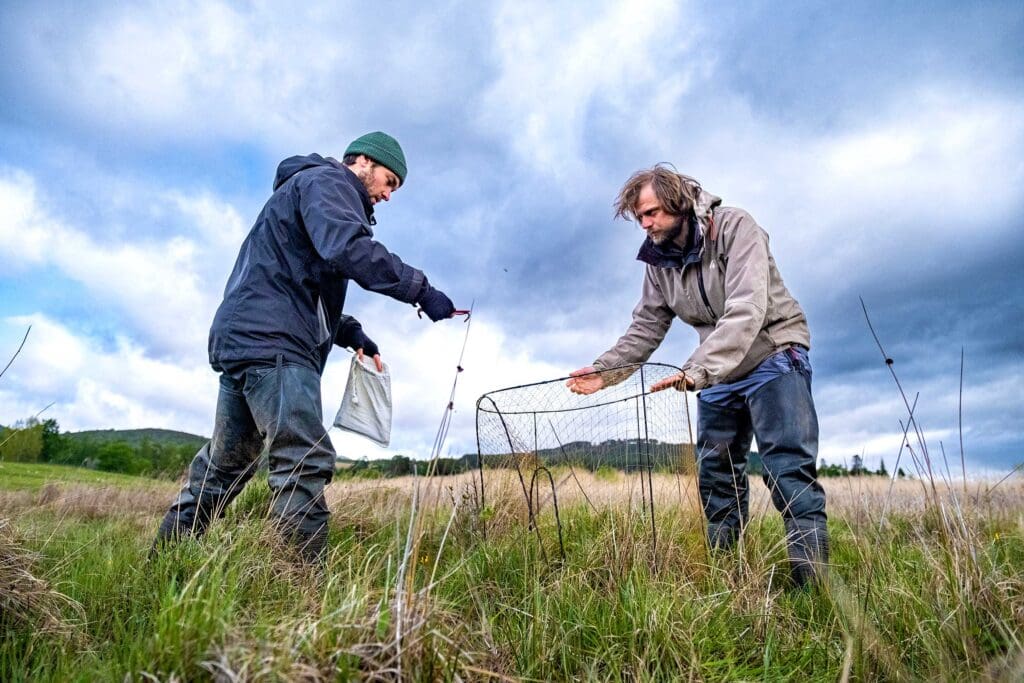 Thijs Claes and Alex Starace capture and weigh Curlews