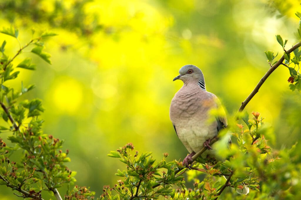Turtle Dove among bright-green leaves