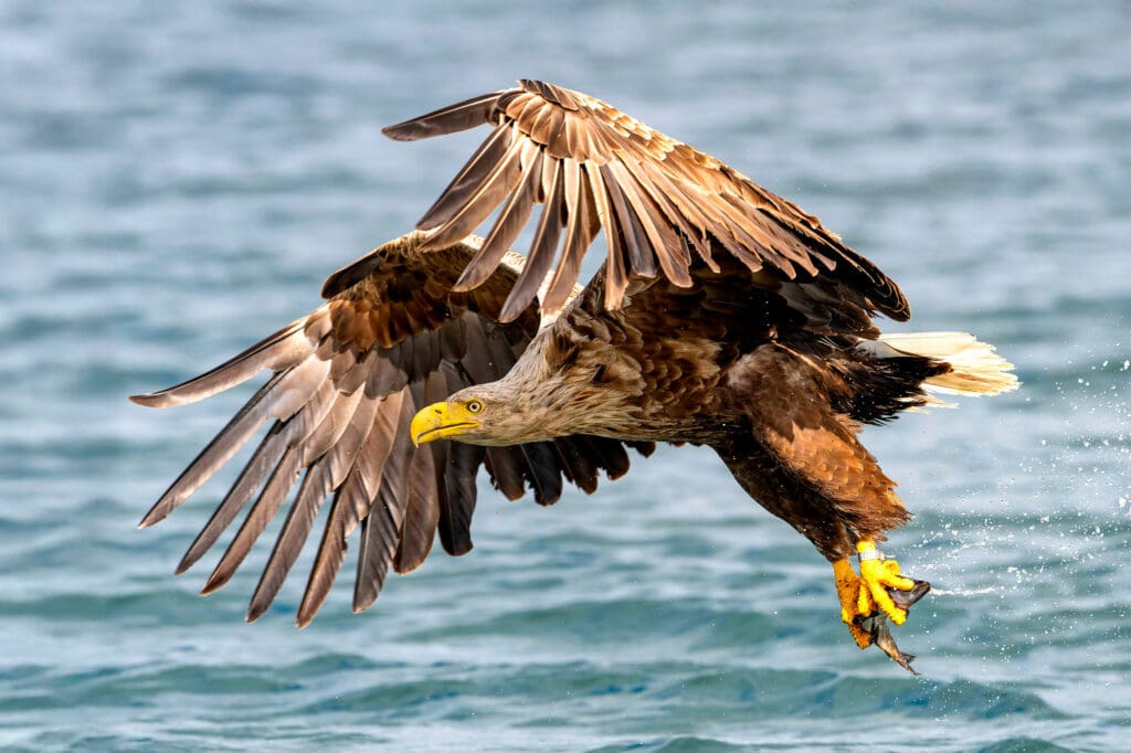 White-tailed Eagle just above water's surface