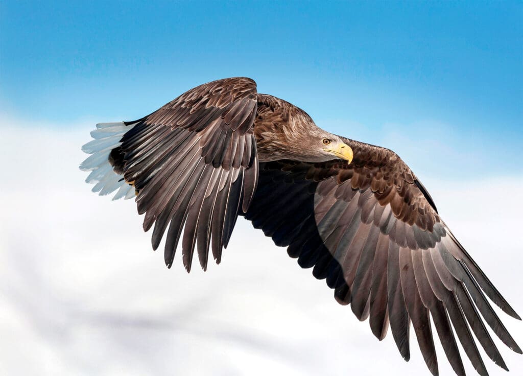 White-tailed eagle